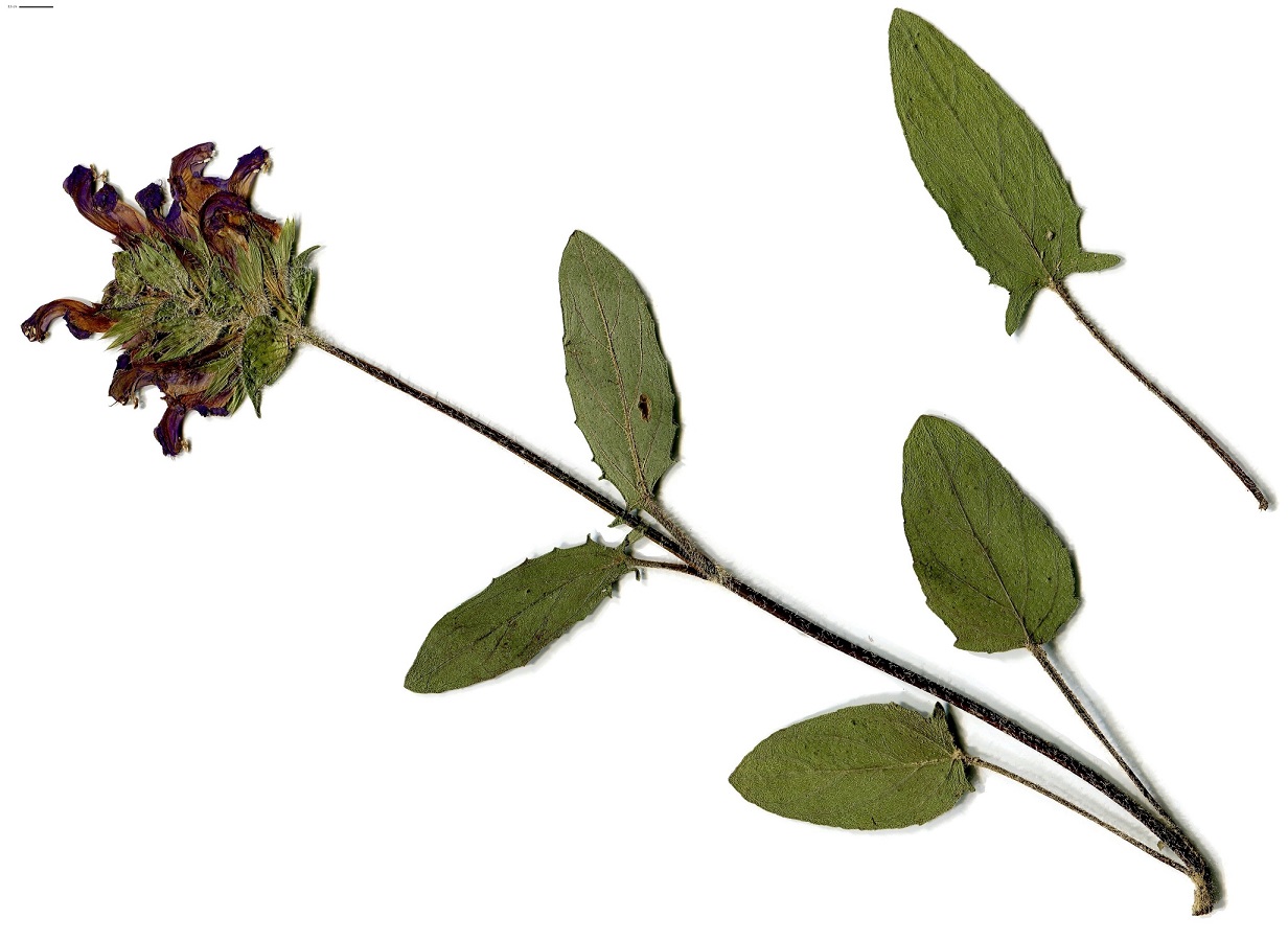 Prunella hastifolia (Lamiaceae)